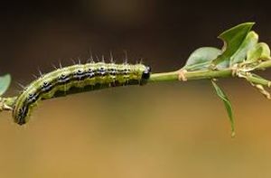 uploads/images/pest/sunflower caterpillar.jpg